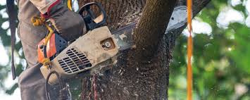 Best Tree Preservation Services  in Franklin, GA