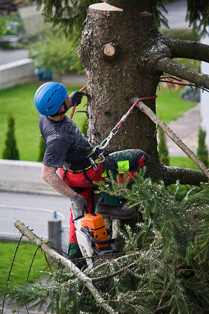 Best Lawn Watering Services  in Franklin, GA