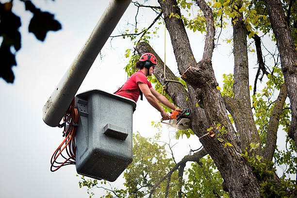 Best Leaf Removal  in Franklin, GA